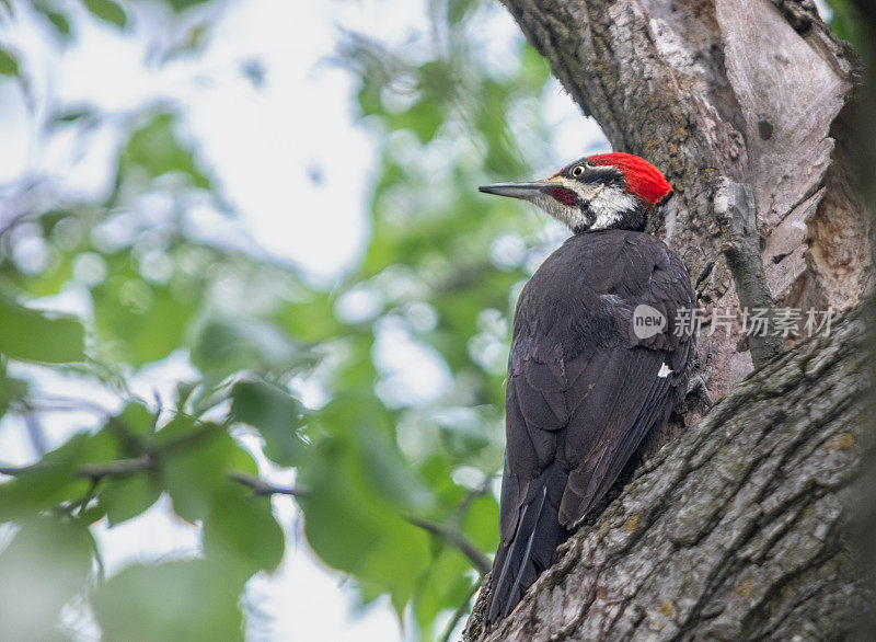 毛啄木鸟，北美毛啄木鸟(Dryocopus pileatus)，大图片。